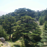 Ливанские кедры