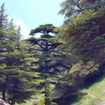Ливанские кедры
