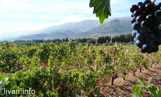 Виноделие в Ливане