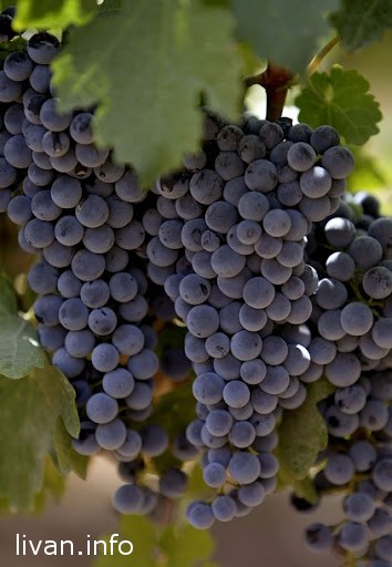 Виноделие в Ливане