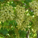 Анаб - Виноград