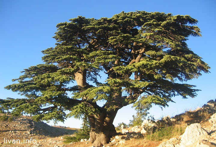 Ливан — начало всего Ливан - начало всего