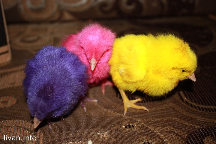 В Бейруте запретили продажу окрашенных цыплят.