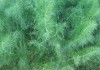 Фенхель «Шумар» Фенхель "Шумар"