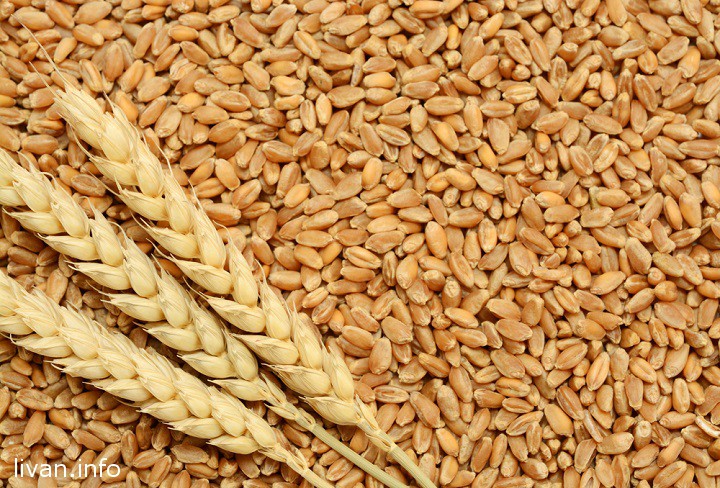 Ливан нашел канцероген в пшенице из России
